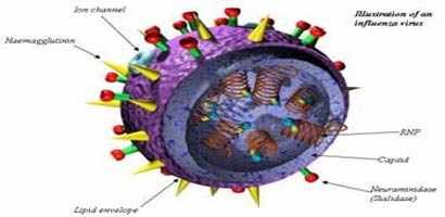 influenza-virus
