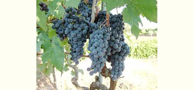 primitivo