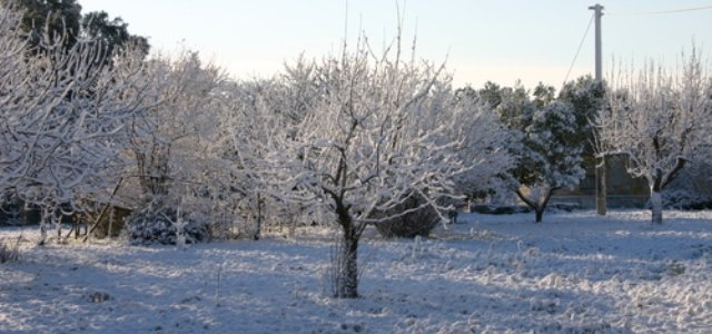 alberi