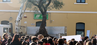 Festa-albero-Turi-ulivo